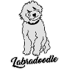 Labradoodle