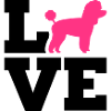 Toy Caniche