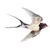 Swallow