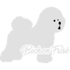 Bichon Frise