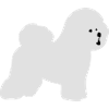 Bichon Frise
