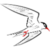Seeschwalbe