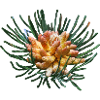 Creative fir branches