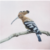 Vogel
