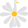 Marguerites (b)