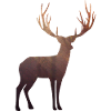 Autumn forest deer