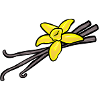 Vanilleblüte mit drei Vanilleschoten