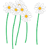 daisies