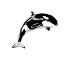 Orca Wal