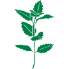 Heilkraut