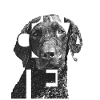 Curly Coated I