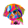 Bolonka dog dog