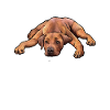 Rhodesian Ridgeback