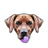 Rhodesian Ridgeback