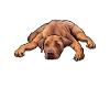 Rhodesian Ridgeback