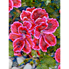 Geraniums No. 4