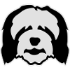 Bearded Collie