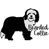 Bearded Collie