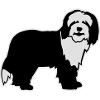 Bearded Collie