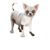 Dog - Chihuahua antidepressant