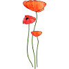 Drei Mohnblüten