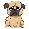 Sad pug