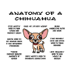 Chihuahua anatomy