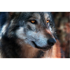 Canadian wolf