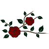 Rose branch with flowers