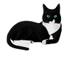 Black and White Cat