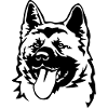 American Akita head