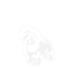 Anatomy of Havanese