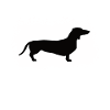 dachshund