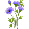 Blue flowers