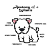 Anatomie West Highland White Terrier
