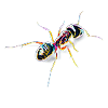 ant