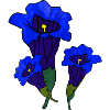 Gentian (b)