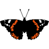 Schmetterling (Falter, Admiral, Vanessa Atalanta)