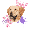 Équipe Labrador