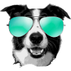 DJ DOG