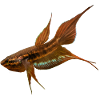 Betta dimidiata