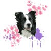 Équipe Border Collie
