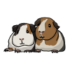 Cochons d'Inde, doux