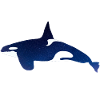 Orca im Nachthimmel