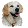 I Love Golden Retriever