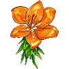 LILY