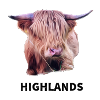 Highland cattle