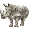 Rhino pachyderm rhino