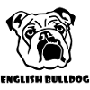 Anglais Bouledogue