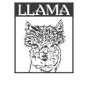 Llama alpaca portrait
